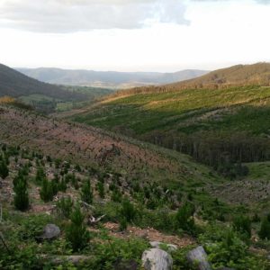 About - Economy - Pine Forestry About - Economy - Pine Forestry | Visit Oberon