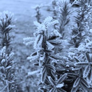 Frosty Plant | Visit Oberon