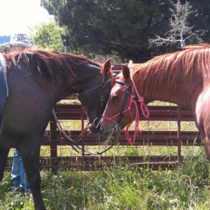 Discover - Love Horses | Visit Oberon