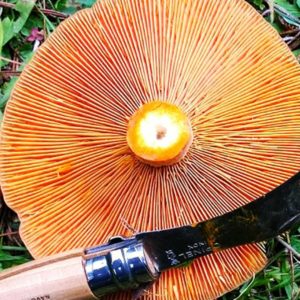 Discover - Mushrooming | Visit Oberon