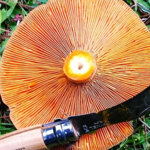 Discover - Mushrooming Discover - Mushrooming | Visit Oberon
