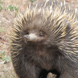 Discover - Oberon National Parks Echidna | Visit Oberon