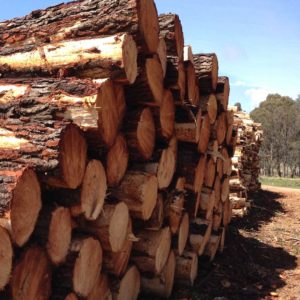 Oberon Economy - Forest & Timber Industry | Visit Oberon