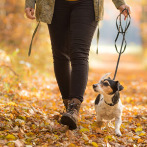 dogwalking_dog
