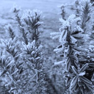 visit-oberon-Frostyplant