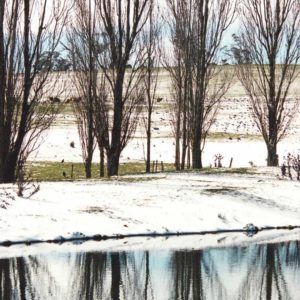 Discover - Winter Poplars | Visit Oberon