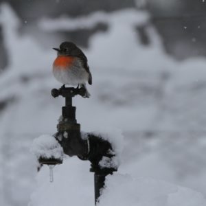 visit-oberon-explore-snow-oberon_golf_red-robin